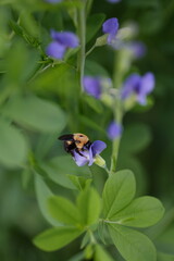 bumble bee on a flower