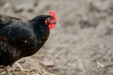 Chickens in a Farm Garden – Organic Free-Range Poultry Farming