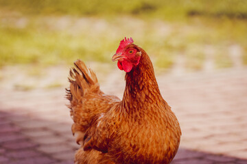 Chickens in a Farm Garden – Organic Free-Range Poultry Farming