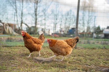 Chickens in a Farm Garden – Organic Free-Range Poultry Farming