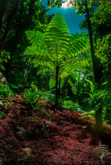Obraz premium Big Fern Tree in the forest and red fern on the ground