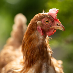 Chickens in a Farm Garden – Organic Free-Range Poultry Farming