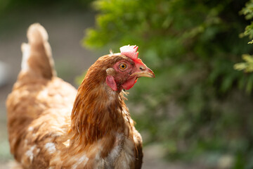 Chickens in a Farm Garden – Organic Free-Range Poultry Farming