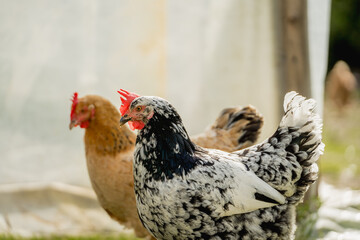 Chickens in a Farm Garden – Organic Free-Range Poultry Farming