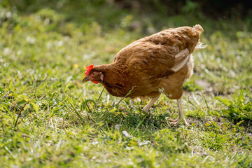 Chickens in a Farm Garden – Organic Free-Range Poultry Farming