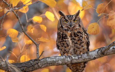 Obraz premium An owl sits on a branch with yellow eyes