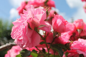 Obraz premium tree, nature, spring, trees, park, grass, landscape, forest, blossom, garden, plant, summer, leaves, autumn, flower, orchard, bloom, leaf, meadow, sky, branch, season, cherry, apple, agriculture flowe