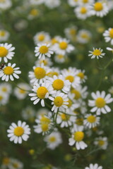 Fototapeta premium tree, nature, spring, trees, park, grass, landscape, forest, blossom, garden, plant, summer, leaves, autumn, flower, orchard, bloom, leaf, meadow, sky, branch, season, cherry, apple, agriculture flowe