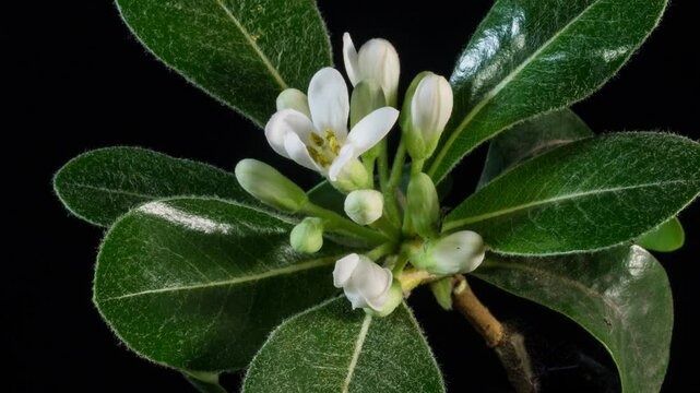 Pittosporum flowering time-lapse photography