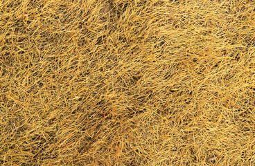 Golden grass blankets the field, shimmering in the afternoon light, evoking calm and tranquility.