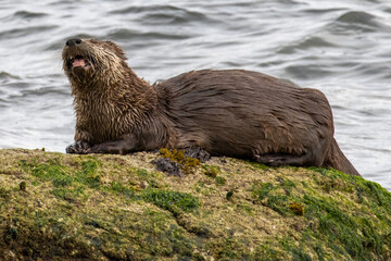 Breakfasting Otter