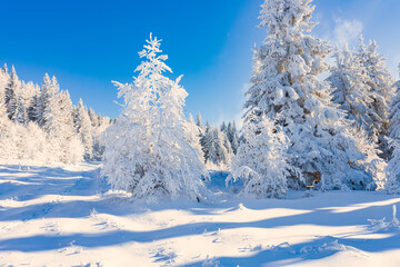Obraz premium A pathway lined with snow-covered trees leading into a forest.