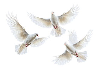 Obraz premium Five white doves in mid-flight on white background PNG transparent.