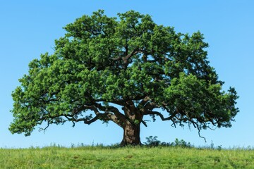 Fototapeta premium A large tree stands in a field of grass
