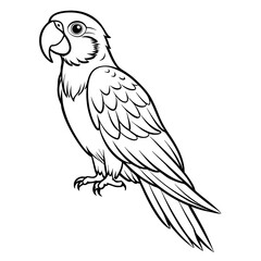 Fototapeta premium Parrot illustration, black and white