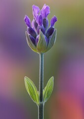 Lavender Blossom in Full Bloom Against a Soft Gradient Background
