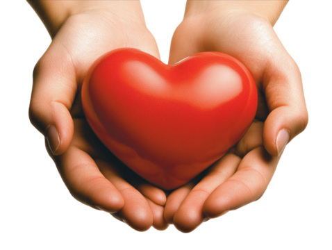 Hands holding a red heart on white background PNG transparent.