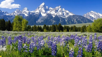 Obraz premium Vibrant bluebonnet and purple Alyssum flowers bloom in front of snow-capped peaks, creating a picturesque landscape against a bright blue sky in Grand Teton National Park