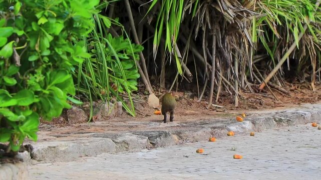 An agouti looks for something to eat on the ground.