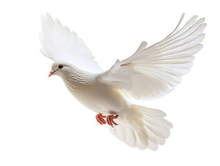 White dove silhouette on white background PNG transparent.