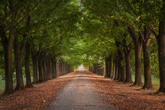 Tree tunnel walkway in Tuscany, Italy.