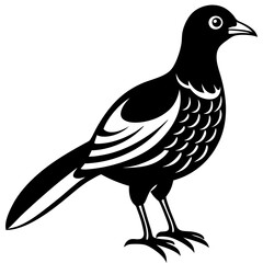 bird on white background