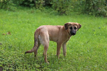 red dog stands on green grass.