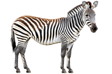 A beautiful zebra with striking black and white stripes standing gracefully, showcasing the elegance of wildlife, transparent background.