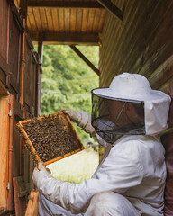 Male beekeeper doing an inspection, opening the beehive, checking brood and honey, side view. Concept of maintenance of bee colony.