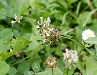 A small bee is calmly sitting on a beautiful flower that is blooming in the soft grass beneath it, enjoying the warm sun