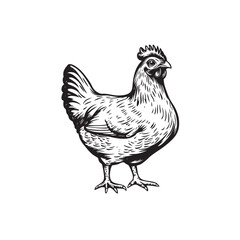 chicken vector icon logo black design simple flat style template on white background