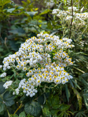 flowers in a redwood forest