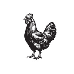 Rooster or cock logo vector icon template