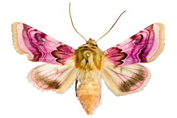 Papillon rose Periphanes delphinii - Noctuelle du pied d'alouette © Robin