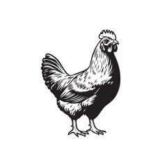 Cock vector icon isolated on white background