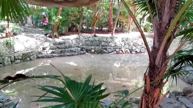 Cenote sinkhole cave lake in the La Ceiba park Mexico.