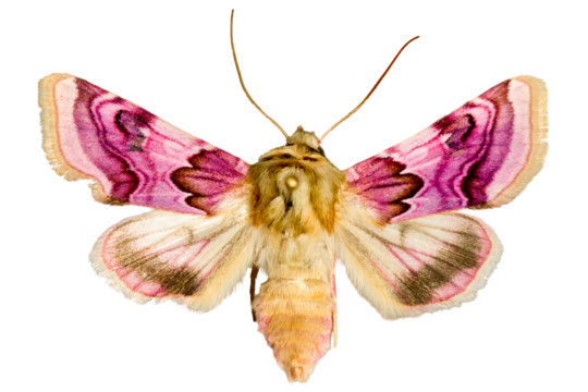 Papillon rose Periphanes delphinii - Noctuelle du pied d'alouette