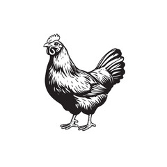 Cock vector icon isolated on white background