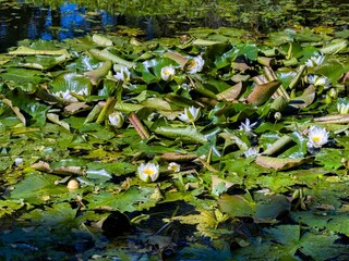 A serene pond covered with vibrant green lilypads, some tinged with hints of red, and blooming...