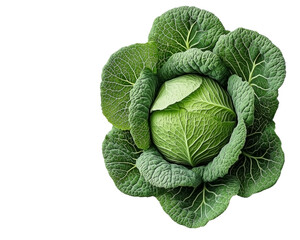 Fototapeta premium Napa cabbage with fresh green leaves isolated on transparent background