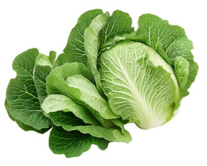Obraz premium Napa cabbage with fresh green leaves isolated on transparent background