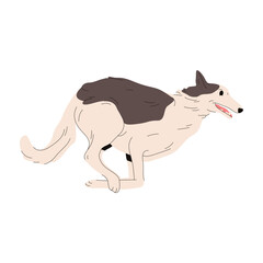 Vector clipart of borzoi hunting dog. Russian wolfhound breed or purebred sighthound doggy. Hunt mammal pose for zoology sign. Animal standing for cynology poster. Canine illustration. Domestic