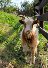 Fototapeta premium Beautiful cute red baby goat on green spring grass standing near the fence, vertical photo