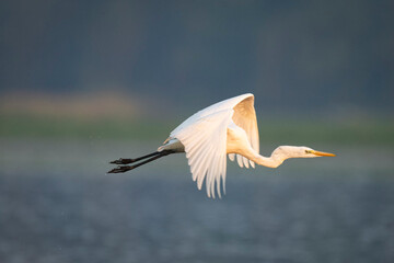 Obraz premium White heron