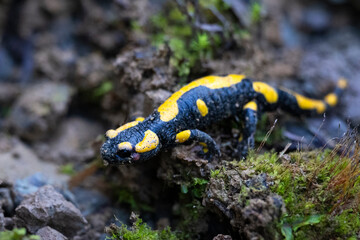 fire salamander