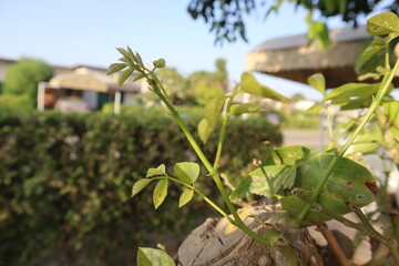 tropical garden with palm trees
