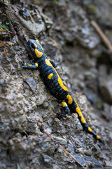 fire salamander