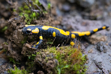 fire salamander