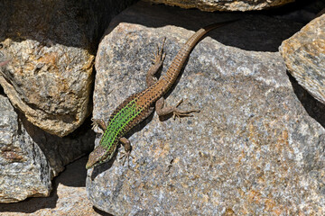 Ägäische Mauereidechse // Erhard’s Wall Lizard (Podarcis erhardii naxensis) - Kykladen-Insel Ios, Griechenland