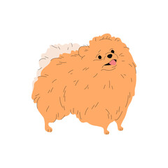 Vector image of finnish spitz or finland spets. Dog posing or hunting pet standing. Hunt animal breed clipart. Purebred animal pose. Cartoon canine mammal mascot. Zoology and cynology, biology